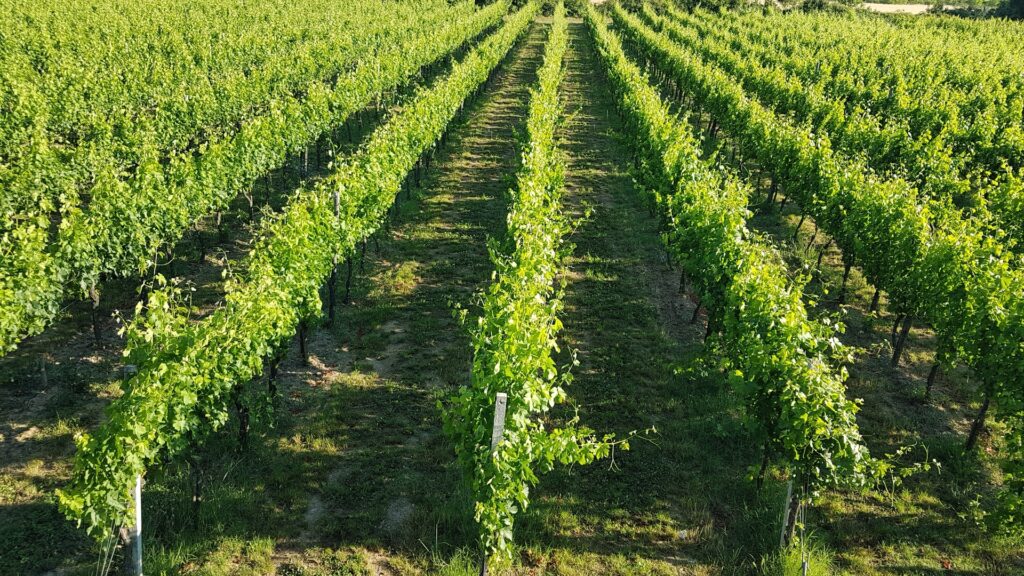 Azienda Agricola Biologica Cervara Dalli